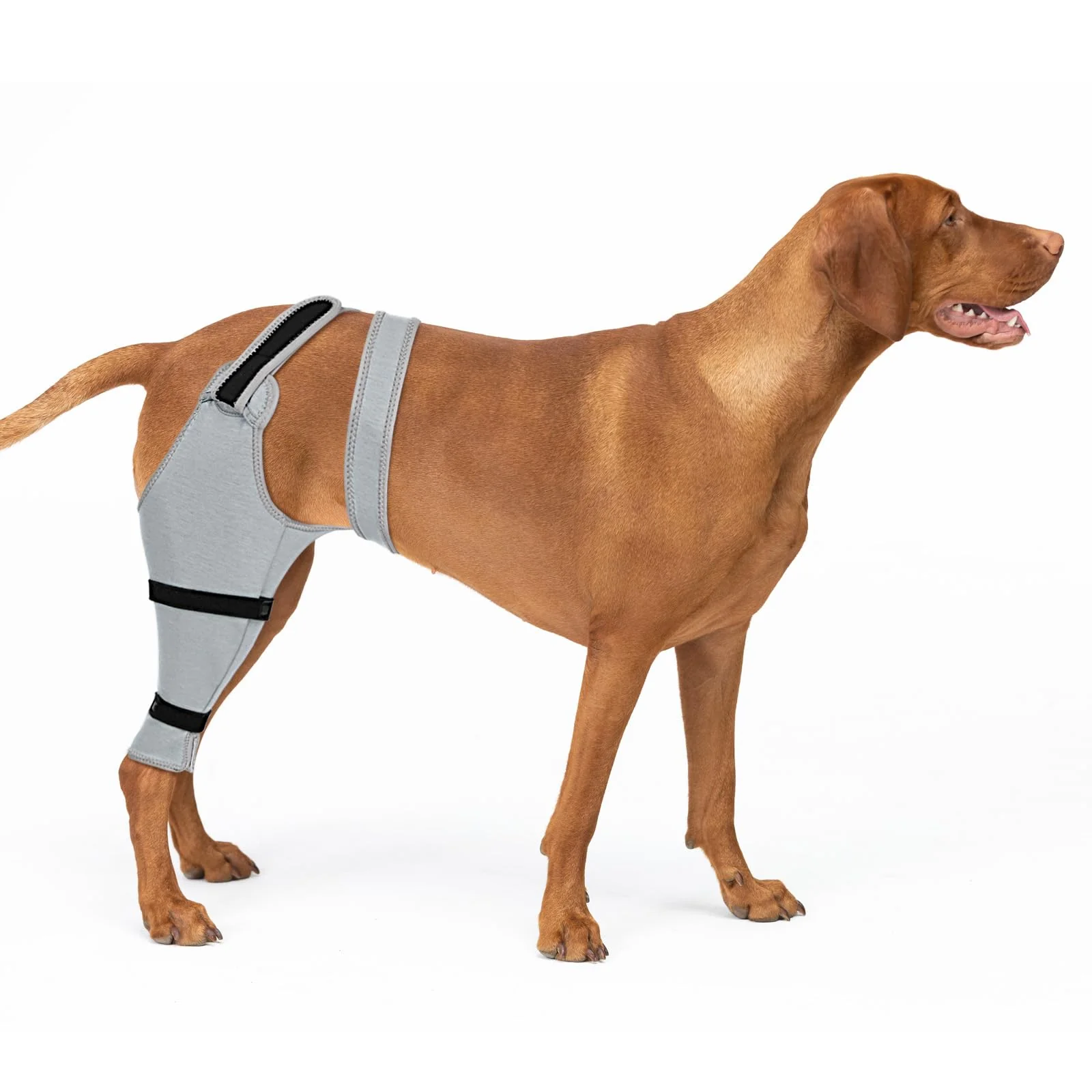 World-Class Joypig Dog Rear Leg Sleeve – Post-Surgery Recovery Licking Prevention TPLO ACL Top-Quality