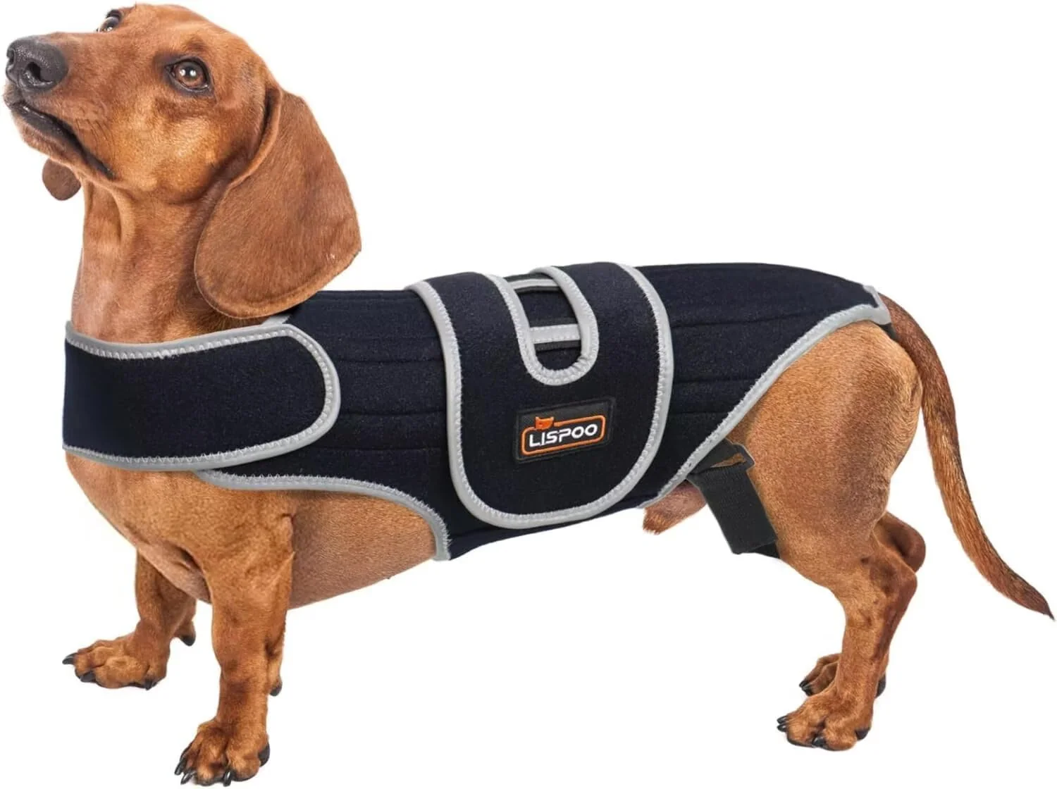 Durable TIPOOP IVDD Dog Back Brace for Dachshunds Post-Surgery Support Mobility Breathable with Support Rods Size S Sophisticated