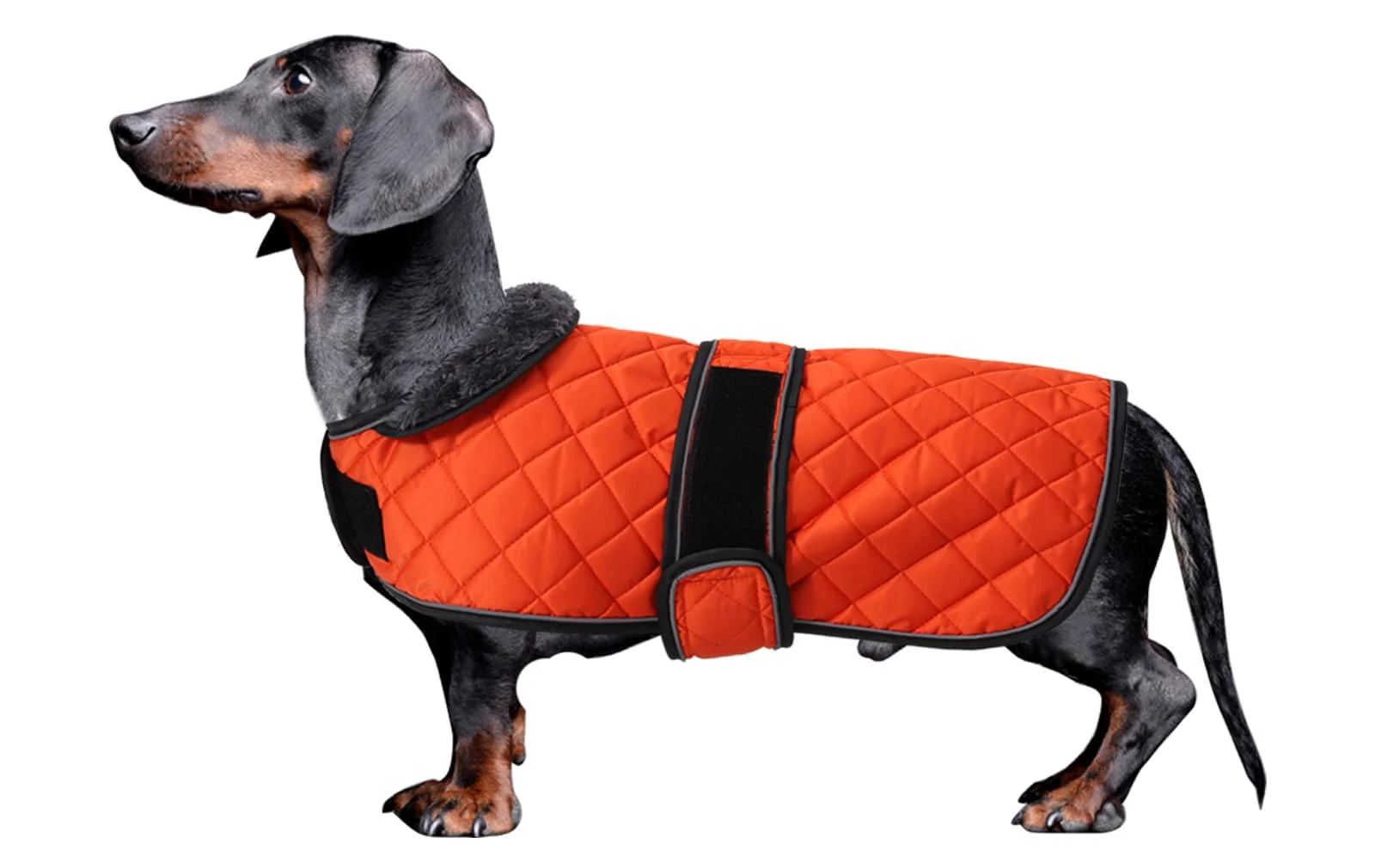 Efficient Morezi Dachshund Coat Padded Fleece Winter Jacket for Sausage Dogs Orange Size S World-Class