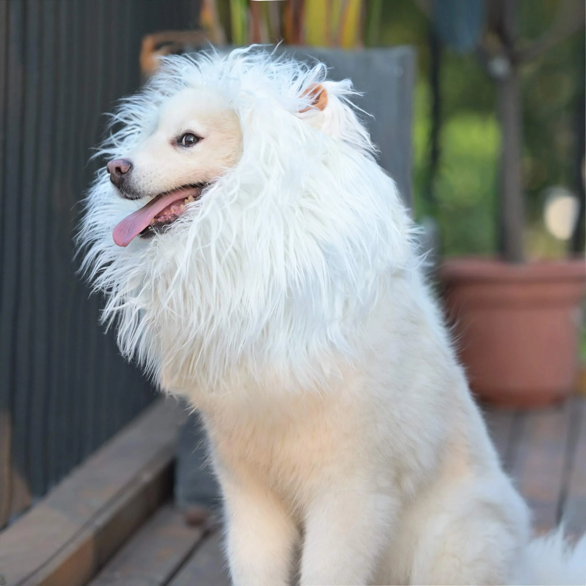 Sustainable Onmygogo Lion Mane Wig for Dogs with Ears Size M White Funny Halloween Christmas Costume Long-Lasting