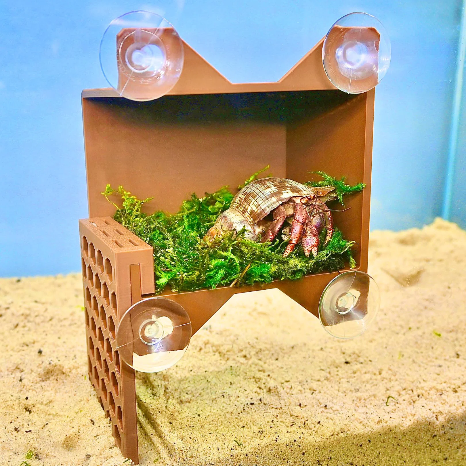 Dependable Lucky Critter Hermit Crab Climbing Wall Foraging Cave Enrichment Hideaway Recyclable