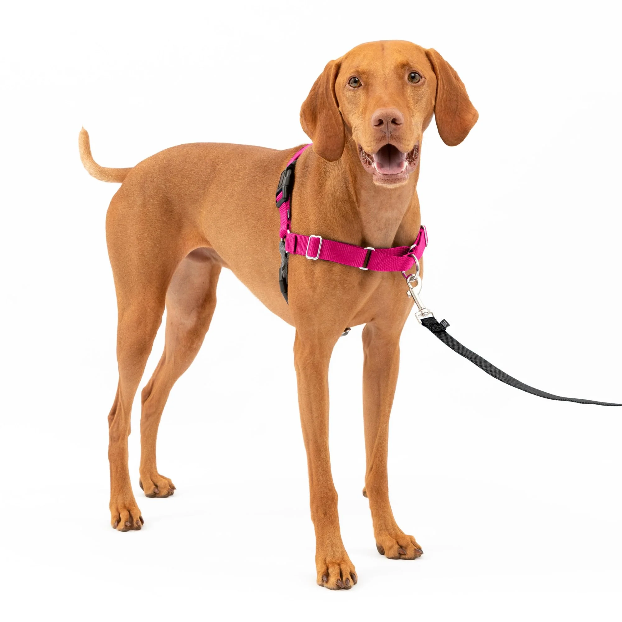 Efficient PetSafe Easy Walk Harness for Dogs - No-Pull Front Chest Attachment Medium Raspberry Gray Effective