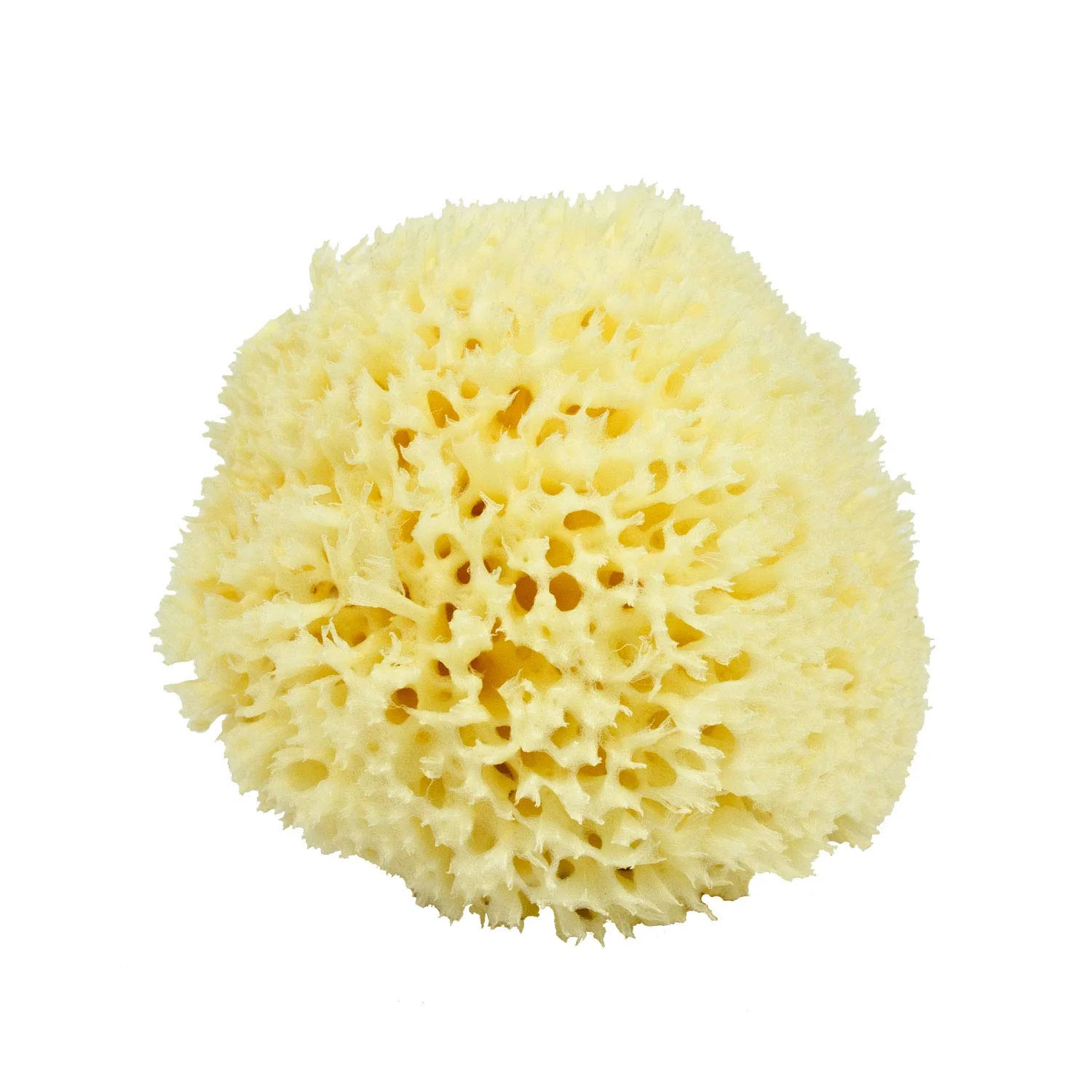 Soft Neptune Natural Renewable Sea Wool Sponge Hand Cut Large Approx. 6-7 Convenient